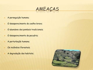 AmeaçasA perseguição humana;O desaparecimento do coelho-bravo;O abandono dos pombais tradicionais; O desaparecimento da pecuária;A perturbação humana;Os incêndios florestais;A degradação dos habitats;   
