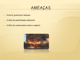 AmeaçasA morte juvenis por doenças;A falta de sensibilidade ambiental;A falta de conhecimento sobre a espécie;