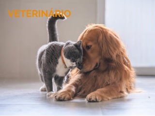 Veterinário
 
