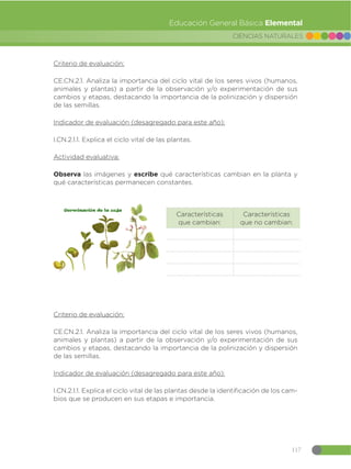117
CIENCIAS NATURALES
Educación General Básica Elemental
Criterio de evaluación:
CE.CN.2.1. Analiza la importancia del ciclo vital de los seres vivos (humanos,
animales y plantas) a partir de la observación y/o experimentación de sus
cambios y etapas, destacando la importancia de la polinización y dispersión
de las semillas.
Indicador de evaluación (desagregado para este año):
I.CN.2.1.1. Explica el ciclo vital de las plantas.
Actividad evaluativa:
Observa las imágenes y escribe qué características cambian en la planta y
qué características permanecen constantes.
Criterio de evaluación:
CE.CN.2.1. Analiza la importancia del ciclo vital de los seres vivos (humanos,
animales y plantas) a partir de la observación y/o experimentación de sus
cambios y etapas, destacando la importancia de la polinización y dispersión
de las semillas.
Indicador de evaluación (desagregado para este año):
I.CN.2.1.1. Explica el ciclo vital de las plantas desde la identificación de los cam-
bios que se producen en sus etapas e importancia.
Características
que cambian:
Características
que no cambian:
 