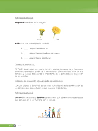 EGB E 118
Actividad evaluativa:
Responde: ¿Qué ves en la imagen?
Marca con una X la respuesta correcta.
a. ____ Las plantas no crecen.
b. ____ Las plantas responden a estímulos.
c. ____ Las plantas se desplazan.
Criterio de evaluación:
CE.CN.2.1. Analiza la importancia del ciclo vital de los seres vivos (humanos,
animales y plantas) a partir de la observación y/o experimentación de sus
cambios y etapas, destacando la importancia de la polinización y dispersión
de las semillas.
Indicador de evaluación (desagregado para este año):
I.CN.2.1.1. Explica el ciclo vital de los seres humanos desde la identificación de
los cambios que se producen en sus etapas e importancia.
Actividad evaluativa:
Observa las imágenes y colorea los recuadros que contienen características
que cambian en el ser humano con el tiempo.
Noche Día
 
