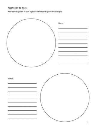 Recolección de datos:
Realiza dibujos de lo que lograste observar bajo el microscopio:
Notas:
__________________
__________________
__________________
__________________
__________________
__________________
__________________
__________________
__________________
__________________
4
 