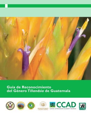 Guía de Reconocimiento
del Género Tillandsia de Guatemala
 