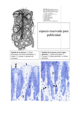 espacio reservado para
                                                publicidad




Epitelio de la mucosa. 1, células           Epitelio de la mucosa en las criptas
principales (sin microvellosidades). 2,     gástricas. 1, células principales. 2,
criptas. 3, L.propia. 4, gránulos de        L.propia. 3, células parietales. 4, células
mucígeno.                                   parietales.



      4               1                                     1


                                                            2



                           2                                      4
                                             3

                 3
 