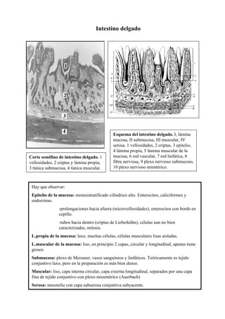 Intestino delgado




                                             Esquema del intestino delgado. I, lámina
                                             mucosa, II submucosa, III muscular, IV
                                             serosa. 1 vellosidades, 2 criptas, 3 epitelio,
                                             4 lámina propia, 5 lámina muscular de la
Corte semifino de intestino delgado. 1       mucosa, 6 red vascular, 7 red linfática, 8
vellosidades, 2 criptas y lámina propia,     fibra nerviosa, 9 plexo nervioso submucoso,
3 túnica submucosa, 4 túnica muscular.       10 plexo nervioso mientérico.



 Hay que observar:
 Epitelio de la mucosa: monoestratificado cilíndrico alto. Enterocitos, caliciformes y
 endocrinas.
                -prolongaciones hacia afuera (microvellosidades), enterocitos con borde en
                cepillo.
                -tubos hacia dentro (criptas de Lieberkühn), células aun no bien
                caracterizadas, mitosis.
 L.propia de la mucosa: laxo, muchas células, células musculares lisas aisladas.
 L.muscular de la mucosa: liso, en principio 2 capas, circular y longitudinal, apenas tiene
 grosor.
 Submucosa: plexo de Meissner, vasos sanguíneos y linfáticos. Teóricamente es tejido
 conjuntivo laxo, pero en la preparación es más bien denso.
 Muscular: liso, capa interna circular, capa externa longitudinal, separados por una capa
 fina de tejido conjuntivo con plexo mioentérico (Auerbach)
 Serosa: mesotelio con capa subserosa conjuntiva subyacente.
 