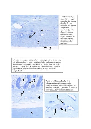 Lámina serosa y
                                   1                            muscular. 1, capa
                                                                muscular lisa interna
                                                                circular. 2, capa
                                                                muscular lisa interna
                                                                longitudinal. 3,
                                     4                          mesotelio (epitelio
                                                                plano). 4, lámina
                                                                conjuntiva, que
                     5                                          separa las capas de
                                                                músculo, y plexo
                                                                mioentérico. 5,
                                2                               neurona.

                                               33


Mucosa, submucosa y muscular. 1 lámina propia de la mucosa,
con tejido conjuntivo laxo y muchas células, incluidas musculares
lisas aisladas. 2 cripta de Lieberkühn. 3. Lámina muscular de la
mucosa (2 capas, liso). 4, submucosa, contrariamente a la teoría
aquí es tejido conjuntivo bastante denso. 5, capa muscular
longitudinal.




             1              2               Plexo de Meissner, detalle de la
                                            submucosa, entre los paquetes de
                                            colágeno pueden observarse paquetes de
                                            neuronas y axones. 1, neurona. 2, célula se
                                            Schwann. 3, nervios no mielinizados.

          3                                               2
                                 4


                                                                      1
                        5                             3
 