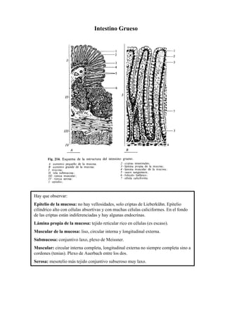 Intestino Grueso




Hay que observar:
Epitelio de la mucosa: no hay vellosidades, solo criptas de Lieberkühn. Epitelio
cilíndrico alto con células absortivas y con muchas células caliciformes. En el fondo
de las criptas están indiferenciadas y hay algunas endocrinas.
Lámina propia de la mucosa: tejido reticular rico en células (es escaso).
Muscular de la mucosa: liso, circular interna y longitudinal externa.
Submucosa: conjuntivo laxo, plexo de Meissner.
Muscular: circular interna completa, longitudinal externa no siempre completa sino a
cordones (tenias). Plexo de Auerbach entre los dos.
Serosa: mesotelio más tejido conjuntivo subseroso muy laxo.
 