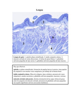 Lengua




                              1                 2



                                                               6
                                            5
               3
                                                            4

Lengua de gato: 1, epitelio plano estratificado. 2, tejido conjuntivo denso. 3,
músculo estriado en varias direcciones. 4, bolsas de grasa blanca. 5, glándulas
salivares pequeñas de tipo seroso. 6, glándulas salivares pequeñas de tipo mucoso.


Hay que observar:
epitelio, es plano estratificado, formación de papilas hacia el exterior, tiene papilas
de conjuntivo con muchos vasos sanguíneos, por debajo de la lámina basal.
tejido conjuntivo denso, fibras de colágeno, tipos celulares, presencia de vasos
sanguíneos, canales secretores y glándulas salivares pequeñas, mucosas y serosas.
músculo estriado subyacente, distinta orientación de las capas, bolsas de grasa
entre los paquetes de músculo estriado, presencia de glándulas salivares pequeñas
en su parte superficial, nervios con axones mielínicos.
 