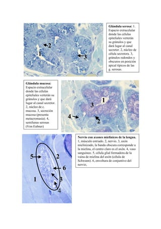 Glándula serosa: 1.
                                                               Espacio extracelular
                                                               donde las células
                                                               epiteliales verterán
                                                               su gránulos y que
                  2                                            dará lugar al canal
                                                               secretor. 2, núcleo de
          1                                                    célula secretora. 3,
                                           3                   gránulos redondos y
                                                               obscuros en posición
                                                               apical típicos de las
                                                               g. serosas.



Glándula mucosa:
Espacio extracelular
donde las células
epiteliales verterán su
gránulos y que dará
lugar al canal secretor.
                                                          1
2, núcleo de c.                                  3
mucosa. 3, secreción
mucosa (presenta
metacromasia). 4,                  4
semilunas serosas                                     2
(Von Eubner)


                                       Nervio con axones mielínicos de la lengua.
                                       1, músculo estriado. 2, nervio. 3, axón
                                       mielinizado, la banda obscura corresponde a
                                       la mielina, el centro claro es el axón. 4, vaso
                                       sanguíneo. 5, célula glial formadora de la
   5                       2           vaina de mielina del axón (célula de
                                       Schwann). 6, envoltura de conjuntivo del
                                       nervio,
                               6
      1                    3
                           4
 