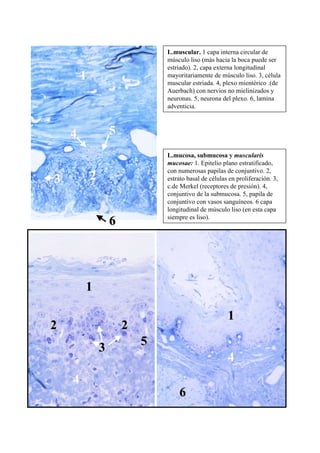 L.muscular. 1 capa interna circular de
                                músculo liso (más hacia la boca puede ser
                                estriado). 2, capa externa longitudinal
        1                       mayoritariamente de músculo liso. 3, célula
                                muscular estriada. 4, plexo mientérico .(de
                                Auerbach) con nervios no mielinizados y
                                neuronas. 5, neurona del plexo. 6, lamina
                                adventicia.



    4               5
                                L.mucosa, submucosa y muscularis
                                mucosae: 1. Epitelio plano estratificado,
                                con numerosas papilas de conjuntivo. 2,
3           2                   estrato basal de células en proliferación. 3,
                                c.de Merkel (receptores de presión). 4,
                                conjuntivo de la submucosa. 5, papila de
                                conjuntivo con vasos sanguíneos. 6 capa
                                longitudinal de músculo liso (en esta capa
                                siempre es liso).
                    6




        1

                                                        1
2                       2
                3           5
                                                        4
    4
                                    6
 