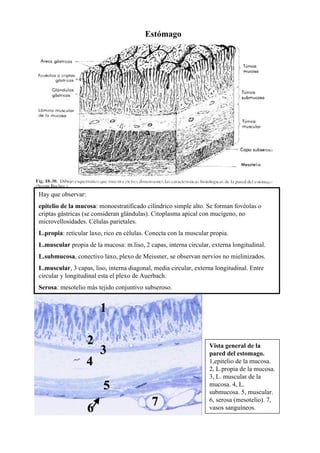 Estómago




Hay que observar:
epitelio de la mucosa: monoestratificado cilíndrico simple alto. Se forman fovéolas o
criptas gástricas (se consideran glándulas). Citoplasma apical con mucígeno, no
microvellosidades. Células parietales.
L.propia: reticular laxo, rico en células. Conecta con la muscular propia.
L.muscular propia de la mucosa: m.liso, 2 capas, interna circular, externa longitudinal.
L.submucosa, conectivo laxo, plexo de Meissner, se observan nervios no mielinizados.
L.muscular, 3 capas, liso, interna diagonal, media circular, externa longitudinal. Entre
circular y longitudinal esta el plexo de Auerbach.
Serosa: mesotelio más tejido conjuntivo subseroso.


                        1

                    2                                             Vista general de la
                        3                                         pared del estomago.
                    4                                             1,epitelio de la mucosa.
                                                                  2, L.propia de la mucosa.
                                                                  3, L. muscular de la
                         5                                        mucosa. 4, L.
                                                                  submucosa. 5, muscular.
                                            7                     6, serosa (mesotelio). 7,
                    6                                             vasos sanguíneos.
 