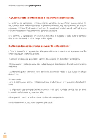enfermedades infecciosas | leptospirosis
32
7. ¿Cómo afecta la enfermedad a los animales domésticos?
Los síntomas de leptospirosis en los perros son variados e inespecíficos y pueden incluir fie-
bre, vómitos, dolor abdominal, diarrea, inapetencia, orina oscura y aletargamiento. En estadios
avanzados, el desarrollo de síndrome urémico debido a insuficiencia renal (elevación de la urea
y creatinina) es lo que frecuentemente genera la sospecha.
Si se confirma la leptospirosis en un animal doméstico o mascota, se debe evitar el contacto
directo o indirecto con la orina, sangre y otros tejidos.
8. ¿Qué podemos hacer para prevenir la leptospirosis?
• Evitar la inmersión en aguas estancadas potencialmente contaminadas, y procurar que los
niños no jueguen en charcos o barro.
• Combatir los roedores –principales agentes de contagio- en domicilios y alrededores.
• Utilizar guantes y botas de goma para realizar tareas de desratización, desmalezado o limpieza
de baldíos.
• Mantener los patios y terrenos libres de basura, escombros y todo lo que pueda ser refugio
de roedores.
En áreas rurales:
• Ante la aparición de abortos en los animales de producción, es necesario consultar al veteri-
nario.
• Es importante usar siempre calzado al caminar sobre tierra húmeda, y botas altas en zonas
inundadas o al atravesar aguas estancadas.
• Usar guantes cuando se realizan tareas de desmalezado y cosecha.
• En zonas endémicas, vacunar a los perros y las vacas.
 