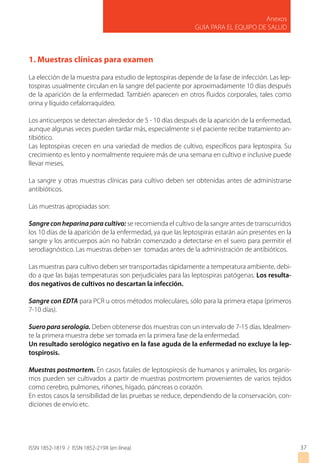 ISSN 1852-1819 / ISSN 1852-219X (en línea)
Anexos
GUIA PARA EL EQUIPO DE SALUD
37
1. Muestras clínicas para examen
La elección de la muestra para estudio de leptospiras depende de la fase de infección. Las lep-
tospiras usualmente circulan en la sangre del paciente por aproximadamente 10 días después
de la aparición de la enfermedad. También aparecen en otros fluidos corporales, tales como
orina y líquido cefalorraquídeo.
Los anticuerpos se detectan alrededor de 5 - 10 días después de la aparición de la enfermedad,
aunque algunas veces pueden tardar más, especialmente si el paciente recibe tratamiento an-
tibiótico.
Las leptospiras crecen en una variedad de medios de cultivo, específicos para leptospira. Su
crecimiento es lento y normalmente requiere más de una semana en cultivo e inclusive puede
llevar meses.
La sangre y otras muestras clínicas para cultivo deben ser obtenidas antes de administrarse
antibióticos.
Las muestras apropiadas son:
Sangre con heparina para cultivo: se recomienda el cultivo de la sangre antes de transcurridos
los 10 días de la aparición de la enfermedad, ya que las leptospiras estarán aún presentes en la
sangre y los anticuerpos aún no habrán comenzado a detectarse en el suero para permitir el
serodiagnóstico. Las muestras deben ser tomadas antes de la administración de antibióticos.
Las muestras para cultivo deben ser transportadas rápidamente a temperatura ambiente, debi-
do a que las bajas temperaturas son perjudiciales para las leptospiras patógenas. Los resulta-
dos negativos de cultivos no descartan la infección.
Sangre con EDTA para PCR u otros métodos moleculares, sólo para la primera etapa (primeros
7-10 días).
Suero para serología. Deben obtenerse dos muestras con un intervalo de 7-15 días. Idealmen-
te la primera muestra debe ser tomada en la primera fase de la enfermedad.
Un resultado serológico negativo en la fase aguda de la enfermedad no excluye la lep-
tospirosis.
Muestras postmortem. En casos fatales de leptospirosis de humanos y animales, los organis-
mos pueden ser cultivados a partir de muestras postmortem provenientes de varios tejidos
como cerebro, pulmones, riñones, hígado, páncreas o corazón.
En estos casos la sensibilidad de las pruebas se reduce, dependiendo de la conservación, con-
diciones de envío etc.
 