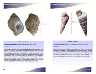 Guia-Moluscos (1).pdf