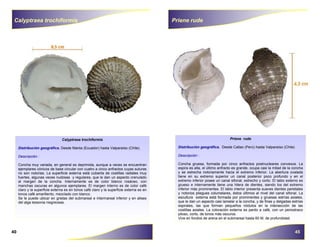 Guia-Moluscos (1).pdf