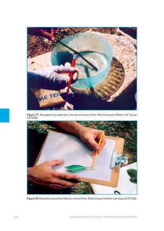 166 Guia Nacional De Coleta E Preservação De Amostras
Figura 77. Raspagem do substrato com pincel macio (Foto: Rita Cerqueira Ribeiro de Souza/
CETESB).
Figura78.Desenhomanualdasfolhaseramos(Foto:RitaCerqueiraRibeirodeSouza/CETESB).
 