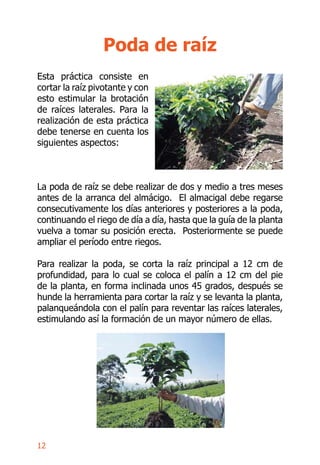 15
Almácigo
Manejo agronómico
Controlar malezas aplicando Goal CE, a razón de 5 ml/L luego
de la siembra del manquito y an...