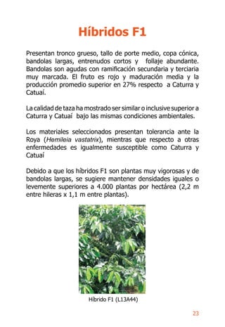 29
Manejo de plantaciones
Sombrío
Conviene establecer la sombra
simultáneamente con la siembra
del café, en la misma hiler...