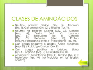 CLASES DE AMINOÁCIDOS
   Neutros polares: Serina (Ser, S), Treonina
    (Thr, T), Glutamina (Gln, Q) y Tirosina (Tyr, Y).
   Neutros no polares: Glicina (Gly, G), Alanina
    (Ala,      A),      Valina    (Val,     V),       Leucina
    (Leu,      L),    Isoleucina     (Ile,    I),     Cisteína
    (Cys,      C),   Metionina      (Met,      M),     Prolina
    (Pro, P), Fenilalanina (Phe, F) y Triptófano (Trp, W).
   Con carga negativa o ácidos: Ácido aspártico
    (Asp, D) y Ácido glutámico (Glu, E).
   Con       carga      positiva    o     básicos:      Lisina
    (Lys, K), Arginina (Arg, R) e Histidina (His, H).
   Aromáticos: Fenilalanina (Phe, F), Tirosina (Tyr, Y) y
    Triptófano (Trp, W) (ya incluidos en los grupos
    neutros)
 