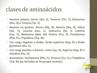 clases de aminoácidos
• Neutros polares: Serina (Ser, S), Treonina (Thr, T), Glutamina
  (Gln, Q) y Tirosina (Tyr, Y).
• Neutros no polares: Glicina (Gly, G), Alanina (Ala, A), Valina
  (Val, V), Leucina (Leu, L), Isoleucina (Ile, I), Cisteína
  (Cys, C), Metionina (Met, M), Prolina (Pro, P), Fenilalanina
  (Phe, F) y Triptófano (Trp, W).
• Con carga negativa o ácidos: Ácido aspártico (Asp, D) y Ácido
  glutámico (Glu, E).
• Con carga positiva o básicos: Lisina (Lys, K), Arginina (Arg, R) e
  Histidina (His, H).
• Aromáticos: Fenilalanina (Phe, F), Tirosina (Tyr, Y) y Triptófano
  (Trp, W) (ya incluidos en los grupos neutros)
 