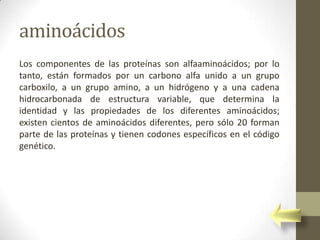aminoácidos
Los componentes de las proteínas son alfaaminoácidos; por lo
tanto, están formados por un carbono alfa unido a un grupo
carboxilo, a un grupo amino, a un hidrógeno y a una cadena
hidrocarbonada de estructura variable, que determina la
identidad y las propiedades de los diferentes aminoácidos;
existen cientos de aminoácidos diferentes, pero sólo 20 forman
parte de las proteínas y tienen codones específicos en el código
genético.
 