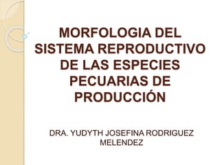 MORFOLOGIA DEL
SISTEMA REPRODUCTIVO
DE LAS ESPECIES
PECUARIAS DE
PRODUCCIÓN
DRA. YUDYTH JOSEFINA RODRIGUEZ
MELENDEZ
 