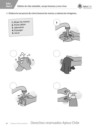 10 1º Básico, Primer semestre
Hábitos de vida saludable, cuerpo humano y seres vivos
Ficha
Clase 3
3. Ordena la secuencia de cómo lavarse las manos y colorea las imágenes.
1. Mojar las manos
2. Poner jabón
3. Jabonarse
4. Enjuagar
5. Secar
1
C102.indd 10 18-11-16 11:57
Derechos reservados Aptus Chile
Derechos reservados Aptus Chile
 
