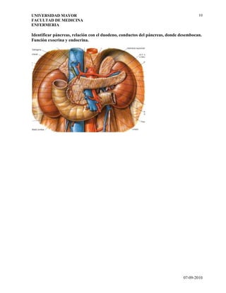 Guia 3   generalidades sistema digestivo.doc
