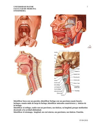 Guia 3   generalidades sistema digestivo.doc