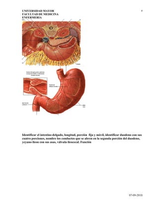 Guia 3   generalidades sistema digestivo.doc