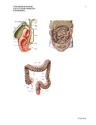 Guia 3   generalidades sistema digestivo.doc