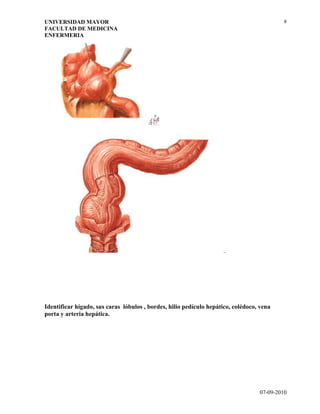 Guia 3   generalidades sistema digestivo.doc