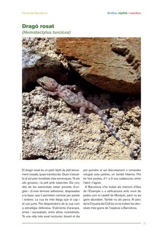 Fauna de Barcelona Amfibis, rèptils i mamífers
21
El dragó rosat és un petit rèptil de pell tènue-
ment rosada, quasi translúcida. Quan s’escal-
fa al sol pren tonalitats més sorrenques. Té els
ulls grossos i la pell amb tubercles. Els cinc
dits de les extremitats estan proveïts d’un-
gles i d’unes làmines adhesives, disposades
a la base, que li permeten caminar per parets
i sostres. La cua és més llarga que el cap i
el cos junts. Pot desprendre’s de la cua com
a estratègia defensiva. S’alimenta d’aranyes,
arnes i escarabats, entre altres invertebrats.
Té una vida més aviat nocturna; durant el dia
pot prendre el sol discretament o romandre
refugiat sota pedres, on també hiberna. Pot
fer tres postes, d’1 a 3 ous cadascuna, entre
l’abril i l’agost.
A Barcelona s’ha trobat als interiors d’illes
de l’Eixample o a edificacions amb murs de
pedra com el castell de Montjuïc, però no és
gaire abundant. També viu als parcs. Al parc
de la Creueta del Coll és on es troben les den-
sitats més grans de l’espècie a Barcelona.
Dragó rosat
(Hemidactylus turcicus)
G.Pascual
 