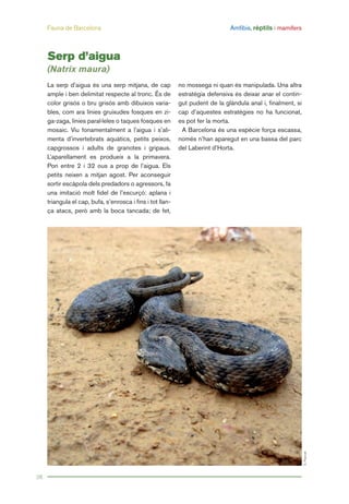 Fauna de Barcelona Amfibis, rèptils i mamífers
28
La serp d’aigua és una serp mitjana, de cap
ample i ben delimitat respecte al tronc. És de
color grisós o bru grisós amb dibuixos varia-
bles, com ara línies gruixudes fosques en zi-
ga-zaga, línies paral·leles o taques fosques en
mosaic. Viu fonamentalment a l’aigua i s’ali-
menta d’invertebrats aquàtics, petits peixos,
capgrossos i adults de granotes i gripaus.
L’aparellament es produeix a la primavera.
Pon entre 2 i 32 ous a prop de l’aigua. Els
petits neixen a mitjan agost. Per aconseguir
sortir escàpola dels predadors o agressors, fa
una imitació molt fidel de l’escurçó: aplana i
triangula el cap, bufa, s’enrosca i fins i tot llan-
ça atacs, però amb la boca tancada; de fet,
no mossega ni quan és manipulada. Una altra
estratègia defensiva és deixar anar el contin-
gut pudent de la glàndula anal i, finalment, si
cap d’aquestes estratègies no ha funcionat,
es pot fer la morta.
A Barcelona és una espècie força escassa,
només n’han aparegut en una bassa del parc
del Laberint d’Horta.
Serp d’aigua
(Natrix maura)
G.Pascual
 