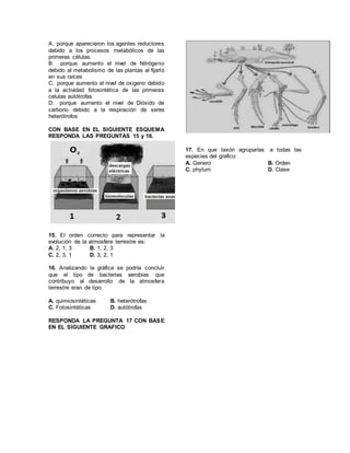 A. porque aparecieron los agentes reductores
debido a los procesos metabólicos de las
primeras células.
B. porque aumento el nivel de Nitrógeno
debido al metabolismo de las plantas al fijarlo
en sus raíces
C. porque aumento el nivel de oxigeno debido
a la actividad fotosintética de las primeras
celulas autótrofas
D. porque aumento el nivel de Dióxido de
carbono debido a la respiración de seres
heterótrofos
CON BASE EN EL SIGUIENTE ESQUEMA
RESPONDA LAS PREGUNTAS 15 y 16.
15. El orden correcto para representar la
evolución de la atmosfera terrestre es:
A. 2, 1, 3 B. 1, 2, 3
C. 2, 3, 1 D. 3, 2, 1
16. Analizando la gráfica se podría concluir
que el tipo de bacterias aerobias que
contribuyo al desarrollo de la atmosfera
terrestre eran de tipo
A. quimiosintéticas B. heterótrofas
C. Fotosintéticas D. autótrofas
RESPONDA LA PREGUNTA 17 CON BASE
EN EL SIGUIENTE GRAFICO
17. En que taxón agruparías a todas las
especies del grafico:
A. Genero B. Orden
C. phylum D. Clase
 
