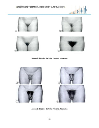 [CRECIMIENTO Y DESARROLLO DEL NIÑO Y EL ADOLESCENTE] 
20 
Anexo 5: Estadios de Vello Pubiano Femenino 
Anexo 6: Estadios de Vello Pubiano Masculino 
 