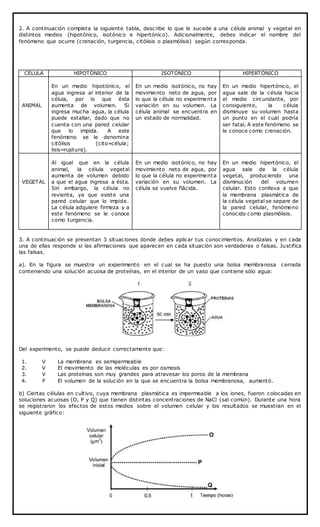 2. A continuación completa la siguiente tabla, describe lo que le sucede a una célula animal y vegetal en
distintos medios (hipotónico, isotónico e hipertónico). Adicionalmente, debes indicar el nombre del
fenómeno que ocurre (crenación, turgencia, citólisis o plasmólisis) según corresponda.
CÉLULA HIPOTÓNICO ISOTÓNICO HIPERTÓNICO
ANIMAL
En un medio hipotónico, el
agua ingresa al interior de la
célula, por lo que ésta
aumenta de volumen. Si
ingresa mucha agua, la célula
puede estallar, dado que no
cuenta con una pared celular
que lo impida. A este
fenómeno se le denomina
citólisis (cito=célula;
lisis=ruptura).
En un medio isotónico, no hay
movimiento neto de agua, por
lo que la célula no experimenta
variación en su volumen. La
célula animal se encuentra en
un estado de normalidad.
En un medio hipertónico, el
agua sale de la célula hacia
el medio circundante, por
consiguiente, la célula
disminuye su volumen hasta
un punto en el cual podría
ser fatal. A este fenómeno se
le conoce como crenación.
VEGETAL
Al igual que en la célula
animal, la célula vegetal
aumenta de volumen debido
a que el agua ingresa a ésta.
Sin embargo, la célula no
revienta, ya que existe una
pared celular que lo impide.
La célula adquiere firmeza y a
este fenómeno se le conoce
como turgencia.
En un medio isotónico, no hay
movimiento neto de agua, por
lo que la célula no experimenta
variación en su volumen. La
célula se vuelve flácida.
En un medio hipertónico, el
agua sale de la célula
vegetal, produciendo una
disminución del volumen
celular. Esto conlleva a que
la membrana plasmática de
la célula vegetal se separe de
la pared celular, fenómeno
conocido como plasmólisis.
3. A continuación se presentan 3 situaciones donde debes aplicar tus conocimientos. Analízalas y en cada
una de ellas responde si las afirmaciones que aparecen en cada situación son verdaderas o falsas. Justifica
las falsas.
a). En la figura se muestra un experimento en el cual se ha puesto una bolsa membranosa cerrada
conteniendo una solución acuosa de proteínas, en el interior de un vaso que contiene sólo agua:
Del experimento, se puede deducir correctamente que:
1. V La membrana es semipermeable
2. V El movimiento de las moléculas es por osmosis
3. V Las proteínas son muy grandes para atravesar los poros de la membrana
4. F El volumen de la solución en la que se encuentra la bolsa membranosa, aumentó.
b) Ciertas células en cultivo, cuya membrana plasmática es impermeable a los iones, fueron colocadas en
soluciones acuosas (O, P y Q) que tienen distintas concentraciones de NaCl (sal común). Durante una hora
se registraron los efectos de estos medios sobre el volumen celular y los resultados se muestran en el
siguiente gráfico:
 