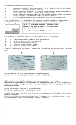 De acuerdo al gráfico es correcto afirmar que:
1. V El cambio en el volumen celular observado en 0 y Q, se explica principalmente por difusión
del solvente a través de la membrana (osmosis).
2. V El efecto que produce la solución P en el volumen celular, se explica porque el medio extra e
intracelular presentan la misma concentración de soluto y solvente.
3. F El efecto que produce la solución Q sobre el volumen celular, se explica porque esta solución
presenta una menor concentración de solutos que el medio intracelular.
4. F La solución 0 es hipertónica, la solución P es isotónica y la solución Q es hipotónica.
4. Los compartimentos 1 y 2, separados por una membrana, contienen inicialmente los volúmenes V y 2V
de una solución de concentración 2X y X, respectivamente, tal como se muestra en el esquema:
Si la membrana es impermeable a los solutos, pero permeable al agua, en el equilibrio
1. V Ambos compartimentos tendrán la misma concentración
2. F La concentración en 1 será mayor que en 2
3. F El volumen en 2 será mayor que en 1
4. F El volumen en 1 se reducirá a la mitad
5. F El volumen en 2 aumentará al doble
5. Observa las fotografías que aparecen a continuación y responde las preguntas plant eadas a partir de
ellas.
a) ¿Qué diferencias hay en las células vegetales de ambas fotografías?
Las células en B se encuentran plasmolisadas, en tanto las células en B no.
b) ¿Por qué en ambas fotografía las células mantienen, relativamente, su forma? Explica.
La forma de las células vegetales está determinada por la pared celular. Dado que ésta no varía mucho en
función de la cantidad de agua que sale o entra de la célula, la forma de las células se mantiene
relativamente uniforme.
c) ¿Qué proceso explica lo ocurrido en ambas situaciones?
El fenómeno implícito en ambas situaciones es la osmosis.
d) ¿Cómo es el medio extracelular donde se encuentran las células de la fotografías A y B: isotónico,
hipertónico o hipotónico?
Claramente, el medio circundante en B es hipertónico. Por su parte, en A es difícil de determinar, ya que
las células vegetales podrían estar en un medio isotónico o hipertónico.
AYUDA: La concentración corresponde a la cantidad de soluto
contenido en una unidad de volumen. Por lo tanto se puede
expresar de la siguiente manera:
Concentración= cantidad de soluto/volumen
 
