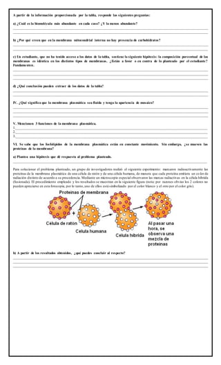 A partir de la información proporcionada por la tabla, responde las siguientes preguntas:
a) ¿Cuál es la biomolécula más abundante en cada caso? ¿Y la menos abundante?
____________________________________________________________________________________________________________
____________________________________________________________________________________________________________
b) ¿Por qué creen que en la membrana mitocondrial interna no hay presencia de carbohidratos?
____________________________________________________________________________________________________________
____________________________________________________________________________________________________________
c) Un estudiante, que no ha tenido acceso a los datos de la tabla, sostiene la siguiente hipótesis: la composición porcentual de las
membranas es idéntica en los distintos tipos de membranas. ¿Están a favor o en contra de lo planteado por el estudiante?
Fundamenten.
____________________________________________________________________________________________________________
____________________________________________________________________________________________________________
____________________________________________________________________________________________________________
d) ¿Qué conclusión pueden extraer de los datos de la tabla?
____________________________________________________________________________________________________________
____________________________________________________________________________________________________________
IV. ¿Qué significa que la membrana plasmática sea fluida y tenga la apariencia de mosaico?
____________________________________________________________________________________________________________
____________________________________________________________________________________________________________
____________________________________________________________________________________________________________
V. Mencionen 3 funciones de la membrana plasmática.
1.__________________________________________________________________________________________________________
2.__________________________________________________________________________________________________________
3.__________________________________________________________________________________________________________
VI. Se sabe que los fosfolípidos de la membrana plasmática están en constante movimiento. Sin embargo, ¿se mueven las
proteínas de la membrana?
a) Plantea una hipótesis que dé respuesta al problema planteado.
___________________________________________________________________________________________________________
Para solucionar el problema planteado, un grupo de investigadores realizó el siguiente experimento: marcaron radioactivamente las
proteínas de la membrana plasmática de una célula de ratón y de una célula humana, de manera que cada proteína emitiera un co lor de
radiación distinto de acuerdo a su procedencia. Mediante un microscopio especial observaron las marcas radiactivas en la célula híbrida
(fusionada). El procedimiento empleado y los resultados se muestran en la siguiente figura (nota: por razones obvias los 2 colores no
pueden apreciarse en esta fotocopia, por lo tanto,uno de ellos está simbolizado por el color blanco y el otro por el color gris).
b) A partir de los resultados obtenidos, ¿qué puedes concluir al respecto?
____________________________________________________________________________________________________________
____________________________________________________________________________________________________________
____________________________________________________________________________________________________________
 