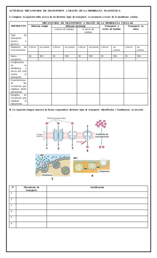 ACTIVIDAD MECANISMOS DE TRANSPORTE A TRAVÉS DE LA MEMBRANA PLASMÁTICA.
I. Completa la siguiente tabla acerca de los distintos tipos de transporte se sustancias a través de la membrana celular.
REFERENTE
MECANISMOS DE TRANSPORTE A TRAVÉS DE LA MEMBRANA CELULAR
Difusión simple Difusión facilitada Transporte a
través de bombas
Transporte en
masa
a través de canales A través de
carriers
Tipo de
transporte
(activo o
pasivo)
Gradiente de
concentración
a favor en contra a favor en contra a favor en contra a favor en
contra
a favor en
contra
Gasto
energético
SI NO SI NO SI NO SI NO SI NO
Componente
de la
membrana a
través del cual
ocurre el
transporte
Características
de las
sustancias que
emplean dicho
mecanismo
Ejemplos de
sustancias que
empleen el
mecanismo
II. La siguiente imagen muestra de forma esquemática distintos tipos de transporte. Identifícalos y fundamenta tu elección
.
Nº Mecanismo de
transporte
Justificación
1
2
3
4
5
6
 