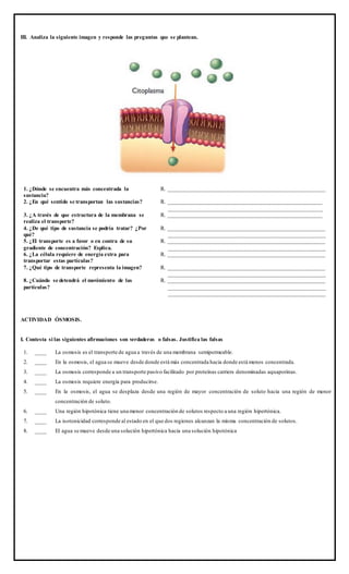 III. Analiza la siguiente imagen y responde las preguntas que se plantean.
1. ¿Dónde se encuentra más concentrada la
sustancia?
R. _______________________________________________________
2. ¿En qué sentido se transportan las sustancias? R. ______________________________________________________
______________________________________________________
3. ¿A través de que estructura de la membrana se
realiza el transporte?
R. ______________________________________________________
4. ¿De qué tipo de sustancia se podría tratar? ¿Por
qué?
R. _______________________________________________________
_______________________________________________________
5. ¿El transporte es a favor o en contra de su
gradiente de concentración? Explica.
R. _______________________________________________________
_______________________________________________________
6. ¿La célula requiere de energía extra para
transportar estas partículas?
R. _______________________________________________________
7. ¿Qué tipo de transporte representa la imagen? R. _______________________________________________________
_______________________________________________________
8. ¿Cuándo se detendrá el movimiento de las
partículas?
R. _______________________________________________________
_______________________________________________________
_______________________________________________________
ACTIVIDAD ÓSMOSIS.
I. Contesta si las siguientes afirmaciones son verdaderas o falsas. Justifica las falsas
1. ____ La osmosis es el transporte de agua a través de una membrana semipermeable.
2. ____ En la osmosis, el agua se mueve desde donde está más concentrada hacia donde está menos concentrada.
3. ____ La osmosis corresponde a un transporte pasivo facilitado por proteínas carriers denominadas aquaporinas.
4. ____ La osmosis requiere energía para producirse.
5. ____ En la osmosis, el agua se desplaza desde una región de mayor concentración de soluto hacia una región de menor
concentración de soluto.
6. ____ Una región hipotónica tiene una menor concentración de solutos respecto a una región hipertónica.
7. ____ La isotonicidad corresponde al estado en el que dos regiones alcanzan la misma concentración de solutos.
8. ____ El agua se mueve desde una solución hipertónica hacia una solución hipotónica
 
