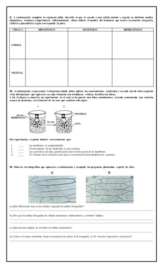 II. A continuación completa la siguiente tabla, describe lo que le sucede a una célula animal y vegetal en distintos medios
(hipotónico, isotónico e hipertónico). Adicionalmente, debes indicar el nombre del fenómeno que ocurre (crenación, turgencia,
citólisis o plasmólisis) según corresponda (6 ptos).
CÉLULA HIPOTÓNICO ISOTÓNICO HIPERTÓNICO
ANIMAL
VEGETAL
III. A continuación se presentan 3 situaciones donde debes aplicar tus conocimientos. Analízalas y en cada una de ellas responde
si las afirmaciones que aparecen en cada situación son verdaderas o falsas. Justifica las falsas.
1. En la figura se muestra un experimento en el cual se ha puesto una bolsa membranosa cerrada conteniendo una solución
acuosa de proteínas, en el interior de un vaso que contiene sólo agua:
Del experimento, se puede deducir correctamente que:
1. ____ La membrana es semipermeable
2. ____ El movimiento de las moléculas es por osmosis
3. ____ Las proteínas son muy grandes para atravesarlos poros de la membrana
4. ____ El volumen de la solución en la que se encuentra la bolsa membranosa, aumento.
III. Observa las fotografías que aparecen a continuación y responde las preguntas planteadas a partir de ellas.
a) ¿Qué diferencias hay en las células vegetales de ambas fotografías?
____________________________________________________________________________________________________________
b) ¿Por qué en ambas fotografía las células mantienen, relativamente, su forma? Explica.
____________________________________________________________________________________________________________
____________________________________________________________________________________________________________
c) ¿Qué proceso explica lo ocurrido en ambas situaciones?
___________________________________________________________________________________________________________
d) ¿Cómo es el medio extracelular donde se encuentran las células de la fotografías A y B: isotónico, hipertónico o hipotónico?
___________________________________________________________________________________________________________
 