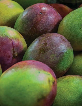 24 
MINISTÉRIO DA SAÚDE 
 