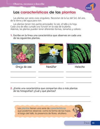 Observa, reconoce y describe
                                                                                    Unidad


   Las características de las plantas
   Las plantas son seres vivos singulares. Necesitan de la luz del Sol, del aire,
de la tierra y del agua para vivir.
   Las plantas tienen tres partes principales: la raíz, el tallo y la hoja.
Cada una de ellas cumple una función en la vida de la planta.
Además, las plantas pueden tener diferentes formas, tamaños y colores.

1 . Escribe en la línea una característica que observes en cada una
    de las siguientes plantas.




     Oreja de oso                     Nenúfar                        Helecho




2 . ¿Existe una característica que compartan dos o más plantas
    de las fotografías? ¿Cuál y qué plantas?
   ___________________________________________________________________

   ___________________________________________________________________.


       Las plantas tienen una serie de características
       que podemos observar, como la forma de las hojas,
       el largo del tallo, la presencia de ores, etcétera.



                                                                               &trece        13
 