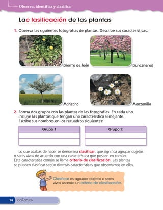 Observa, identifica y clasifica


       Lac lasificación de las plantas
     1 . Observa las siguientes fotografías de plantas. Describe sus características.




                                  Diente de león                            Durazneros




                                  Manzano                                   Manzanilla

     2 . Forma dos grupos con las plantas de las fotografías. En cada uno
         incluye las plantas que tengan una característica semejante.
         Escribe sus nombres en los recuadros siguientes:

                      Grupo 1                                Grupo 2




        Lo que acabas de hacer se denomina clasificar, que signi ca agrupar objetos
     o seres vivos de acuerdo con una característica que posean en común.
     Esta característica común se llama criterio de clasificación. Las plantas
     se pueden clasi car según diversas características que observamos en ellas.


                            Clasificar es agrupar objetos o seres
                            vivos usando un criterio de clasificación.



14    &catorce
 