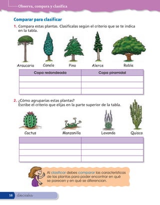 Observa, compara y clasifica


     Comparar para clasificar
     1 . Compara estas plantas. Clasifícalas según el criterio que se te indica
         en la tabla.




       Araucaria       Canelo           Pino          Alerce                Roble
                   Copa redondeada                        Copa piramidal




     2 . ¿Cómo agruparías estas plantas?
         Escribe el criterio que elijas en la parte superior de la tabla.




           Cactus                  Manzanilla               Lavanda            Quisco




                          Al clasificar debes comparar las características
                          de las plantas para poder encontrar en qué
                          se parecen y en qué se diferencian.



16    &dieciséis
 