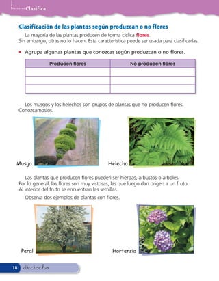 Clasifica


     Clasif icación de las plantas según produzcan o no f lores
        La mayoría de las plantas producen de forma cíclica flores.
     Sin embargo, otras no lo hacen. Esta característica puede ser usada para clasi carlas.

     • Agrupa algunas plantas que conozcas según produzcan o no flores.

                    Producen flores                       No producen flores




       Los musgos y los helechos son grupos de plantas que no producen ores.
     Conozcámoslos.




 Musgo                                         Helecho

        Las plantas que producen ores pueden ser hierbas, arbustos o árboles.
     Por lo general, las ores son muy vistosas, las que luego dan origen a un fruto.
     Al interior del fruto se encuentran las semillas.
       Observa dos ejemplos de plantas con ores.




      Peral                                      Hortensia


18     &dieciocho
 