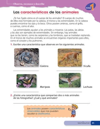 Observa, reconoce y describe
                                                                             Unidad

  Las características de los animales
   ¿Te has fijado cómo es el cuerpo de los animales? El cuerpo de muchos
de ellos está formado por la cabeza, el tronco y las extremidades. En la cabeza
puedes encontrar los ojos y la boca. Otros poseen antenas, como el grillo,
o cuernos, como el alce.
    Las extremidades ayudan a los animales a moverse. Las patas, las aletas
y las alas son ejemplos de extremidades. Sin embargo, hay animales
que no las tienen, como las serpientes y las lombrices, que se trasladan reptando.
En el tronco de muchos animales se encuentran órganos importantes para ellos,
como el corazón y los pulmones.
1 . Escribe una característica que observes en los siguientes animales.




                              Culebra                                     Vicuña
  ______________________                       ______________________




                              Mariposa                                    Lechuza
  ______________________                       ______________________
2 . ¿Existe una característica que compartan dos o más animales
    de las fotografías? ¿Cuál y qué animales?
  __________________________________________________________________.

                 Los animales poseen características
                 observables que nos pueden
                 ayudar a clasificarlos.



                                                                    veintiuno         21
 