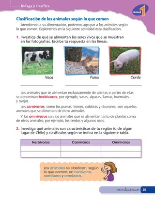 Indaga y clasifica
                                                                            Unidad

Clasif icación de los animales según lo que comen
   Atendiendo a su alimentación, podemos agrupar a los animales según
lo que comen. Exploremos en la siguiente actividad esta clasi cación.

1 . Investiga de qué se alimentan los seres vivos que se muestran
    en las fotografías. Escribe tu respuesta en las líneas.




                  Vaca                           Puma                     Cerdo
  __________________           __________________           __________________

   Los animales que se alimentan exclusivamente de plantas o partes de ellas
se denominan herbívoros; por ejemplo, vacas, alpacas, llamas, huemules
y ovejas.
   Los carnívoros, como los pumas, leones, culebras y tiburones, son aquellos
animales que se alimentan de otros animales.
   Y los omnívoros son los animales que se alimentan tanto de plantas como
de otros animales; por ejemplo, los cerdos y algunos osos.

2 . Investiga qué animales son característicos de tu región (o de algún
    lugar de Chile) y clasifícalos según se indica en la siguiente tabla.

          Herbívoros                Carnívoros                Omnívoros




                 Los animales se clasifican, según
                 lo que comen, en herbívoros,
                 carnívoros y omnívoros.



                                                                 veinticinco         25
 