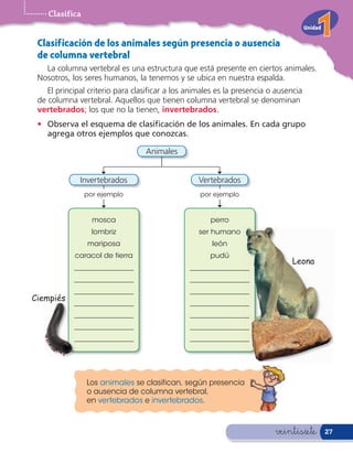 Clasifica
                                                                                     Unidad

 Clasif icación de los animales según presencia o ausencia
 de columna vertebral
   La columna vertebral es una estructura que está presente en ciertos animales.
 Nosotros, los seres humanos, la tenemos y se ubica en nuestra espalda.
    El principal criterio para clasi car a los animales es la presencia o ausencia
 de columna vertebral. Aquellos que tienen columna vertebral se denominan
 vertebrados; los que no la tienen, invertebrados.
 • Observa el esquema de clasi cación de los animales. En cada grupo
   agrega otros ejemplos que conozcas.

                                  Animales


              Invertebrados                       Vertebrados
                por ejemplo                       por ejemplo


                  mosca                              perro
                  lombriz                         ser humano
                mariposa                              león
            caracol de tierra                        pudú
                                                                              Leona
            _________________                  _________________
            _________________                  _________________
            _________________                  _________________
Ciempiés
            _________________                  _________________
            _________________                  _________________
            _________________                  _________________
            _________________                  _________________




                Los animales se clasifican, según presencia
                o ausencia de columna vertebral,
                en vertebrados e invertebrados.



                                                                         veintisiete          27
 